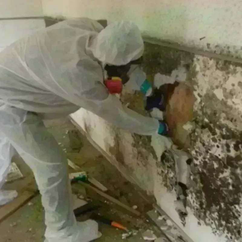 Mold Remediation and Removal in Maharishi Vedic City, IA